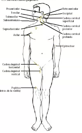 <p>Linfoganglionar (Nemotecnia: Si-Li-Ta-For-Su-Con-Mo-Re-Sen)</p>