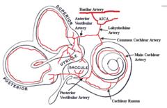 <p>Very little collateral blood supply so _________________________ stroke takes out entire vestibular system → __________________________</p>