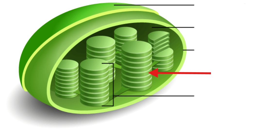 <p>Outer and inner membrane sacs inside chloroplasts containing chlorophyll</p>