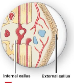 <p>Spongy Bone Formation</p>