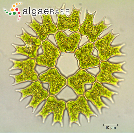 <p>Identify</p>