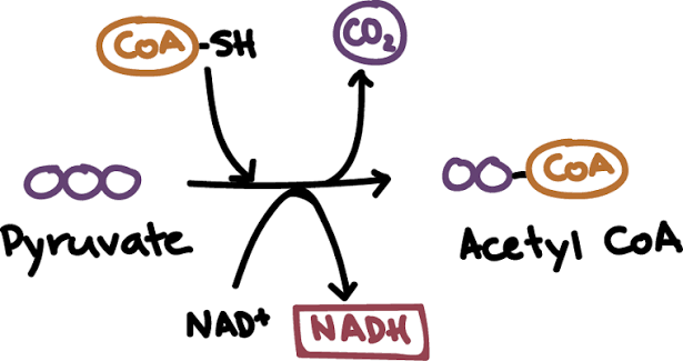 <p>starts off with 2 pyruvates with THREE CARBONS EACH, in the MATRIX, an oxidized CO2 molecule is lost and NAD+ is reduced to NADH. COA comes to join in our acetyl group yielding 2 identical products. This molecule is called Acetyl CoA (ACC) and it has #2 carbons from the pyruvate. the enzyme that does this is PDH</p>