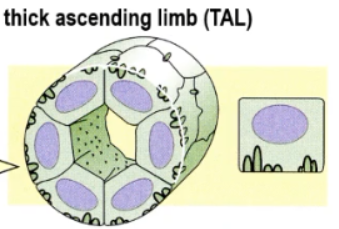 <p>mitochondria associated with extensive basal membrane interdigitations. More complex and cuboidal and more involved in absorption and secretion (like PT)</p>