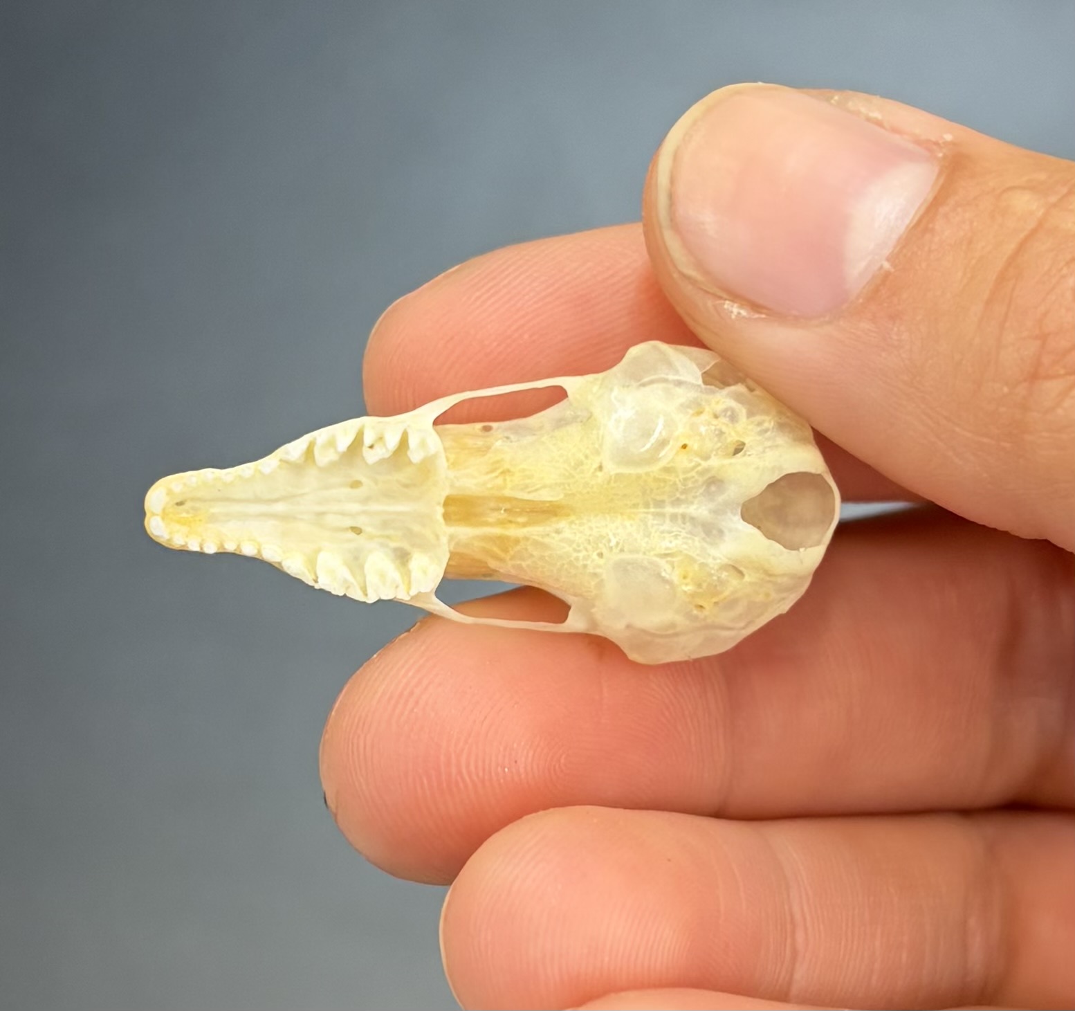 <ul><li><p>Eulipotyphla</p><ul><li><p>Talpidae</p><ul><li><p>N. America and Eurasia</p></li><li><p>Omnivore, mainly insects</p></li></ul></li></ul></li></ul><p></p>