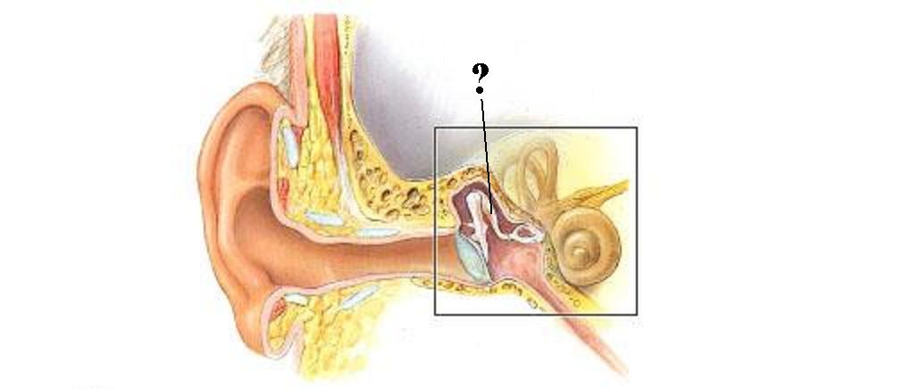 <p>Identify the indicated structure</p>