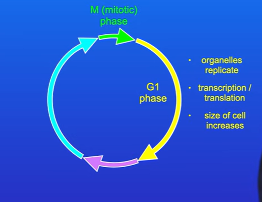<p>The G1 phase, during this phase, the cell replicates organelles e.g mitochondria, this requires proteins so during G1 a high level of transcription and translation take place.</p><p>The size of the cell also increases, this ensures that when the cell divides, the two daughter cells are the correct size.</p>