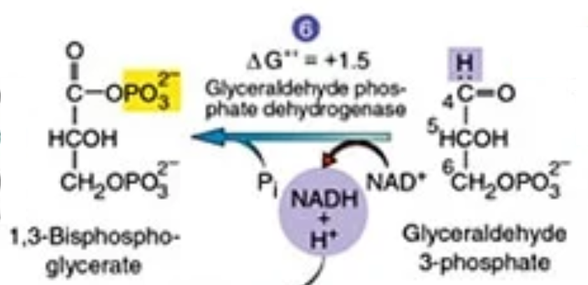 <p>The triose phosphates GADP and DHAP are converted into two molecules of 1,3-bisphosphoglyceric acid, or two molecules of triose bisphosphate, by the enzyme glyceraldehyde phosphate dehydrogenase.</p><p>Two NAD<sup>+</sup> molecules are converted into two NADH + H<sup>+</sup> molecules.</p>