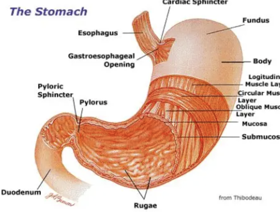 <p>Identify the cardiac sphincter</p>