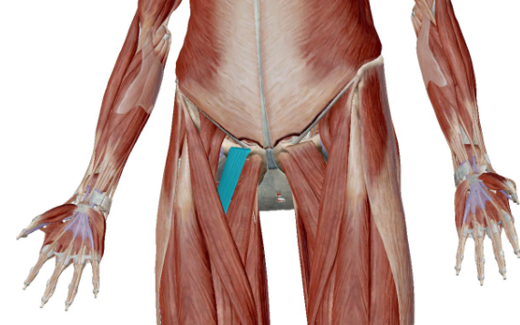 <p>what muscle is this</p>