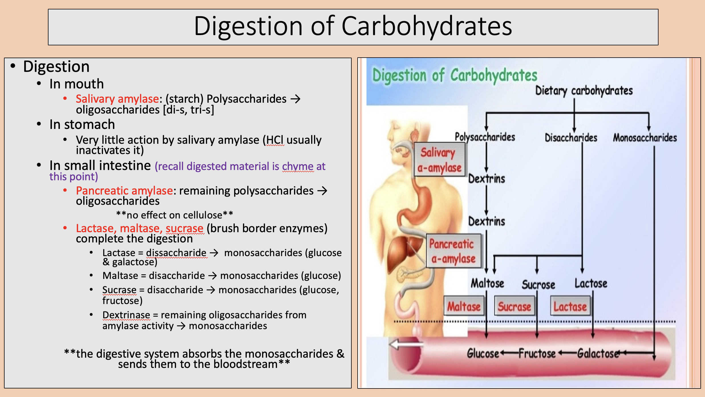 <p><span>lactase </span></p>