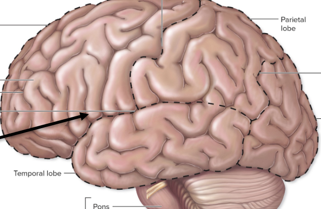 <p>deep sulcus within the cerebral cortex</p>
