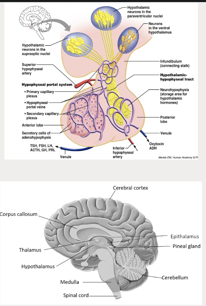 <ul><li><p>Composed of important centers for homeostasis:<br>- thalamus<br>- hypothalamus<br> - pituitary gland<br> - release hormones that help carry out body functions<br> - limbic system: emotions<br>- Epithalamus<br>- pineal gland</p></li></ul><p></p>