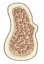 <p><span>Composed of a thick layer of compact bone surrounded by a core of dense cancellous or trabecular bone, takes </span><span style="color: rgb(255, 0, 0);">3-4 months </span><span>to integrate</span></p>