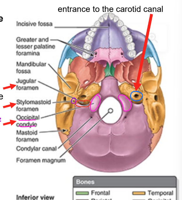 <ul><li><p>occipital condyles</p><ul><li><p>how cranium articulates w/ vert column</p></li></ul></li><li><p>jugular foramen</p><ul><li><p>large opening between occipital & temporal bone</p></li></ul></li><li><p>entrance to carotid canal</p></li><li><p>stylomastoid foramen</p></li></ul><p></p>