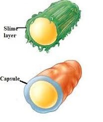 <p>Adherence to surfaces and prevention of phagocytosis.</p>