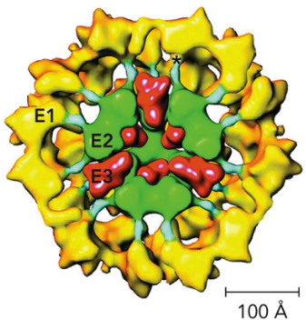 <p>pyruvate dehydrogenase</p>