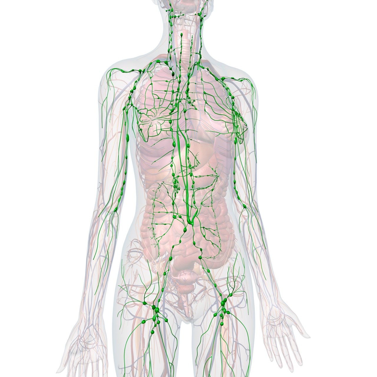 <ul><li><p>abnormal bruising</p></li><li><p>weight changes or fatigue</p></li><li><p>growths, lumps, bumps</p></li><li><p>limb edema</p></li><li><p>abdominal or left shoulder pain</p></li><li><p>changes in skin color or nails</p></li><li><p>heart palpitations</p></li><li><p>history of cancer or blood transfusions</p></li></ul><p></p>