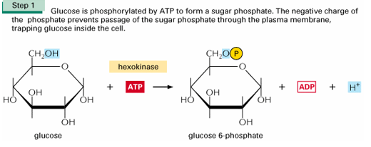 <p>Fosforyleren van glucose door het hexokinase ter vorming van glucose-6-fosfaat, wanneer glucose bindt aan hexokinase dan krijgt je induced fit (tijdens de transitie-toestand heb je een perfecte binding tussen de 2) </p>