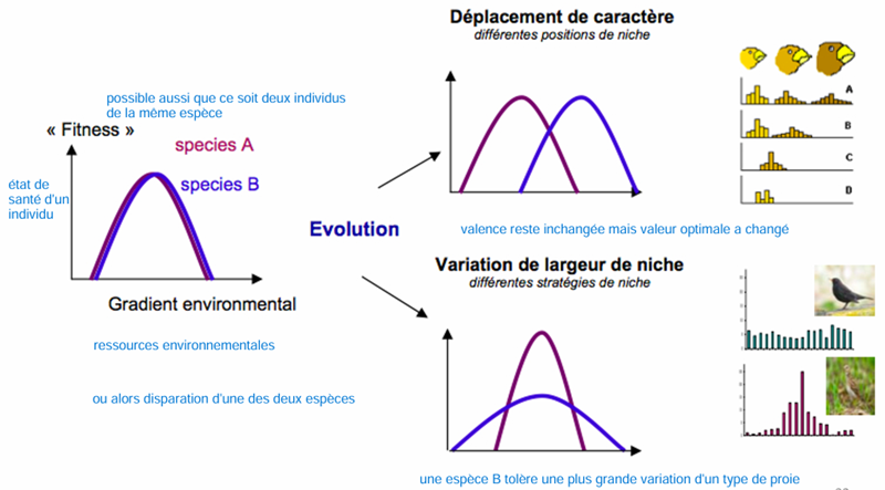 <p>Déplacement de caractères (character displacement) : les espèces déplacent leur optimum d’utilisation d’une ressource (ex. tailles de graines différentes chez les pinsons), ce qui réduit le chevauchement.</p><p>Changement de largeur de niche : une espèce peut devenir plus généraliste (élargissement) ou plus spécialiste (rétrécissement), modifiant sa valence et sa niche pour limiter la compétition.</p><p></p>