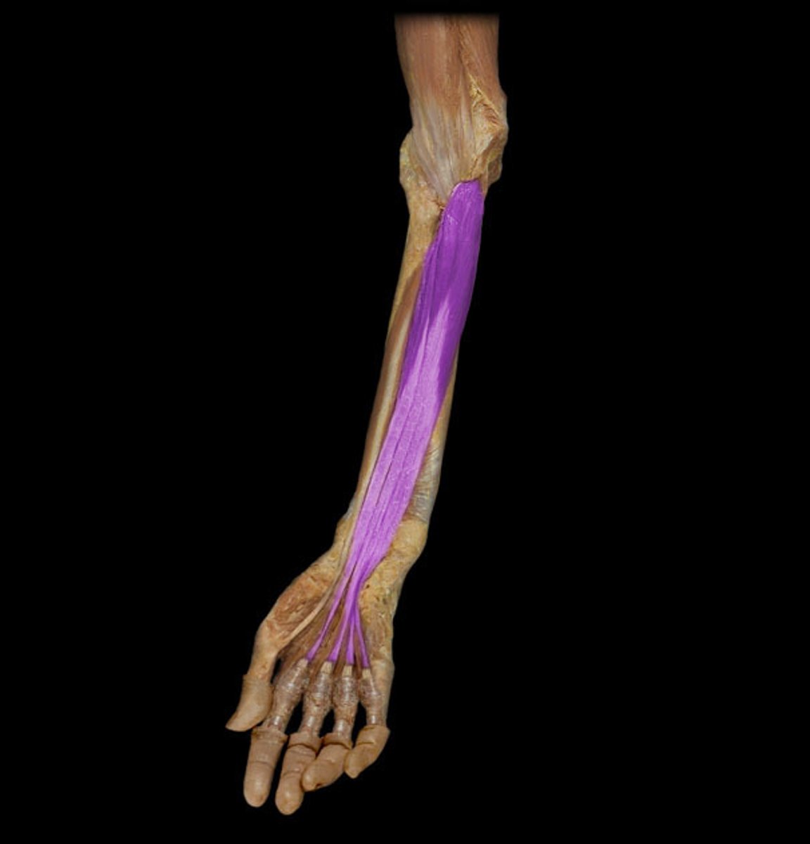 <p>Identification.</p>