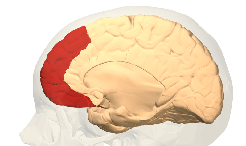 <p>what brodmann area(s)</p>
