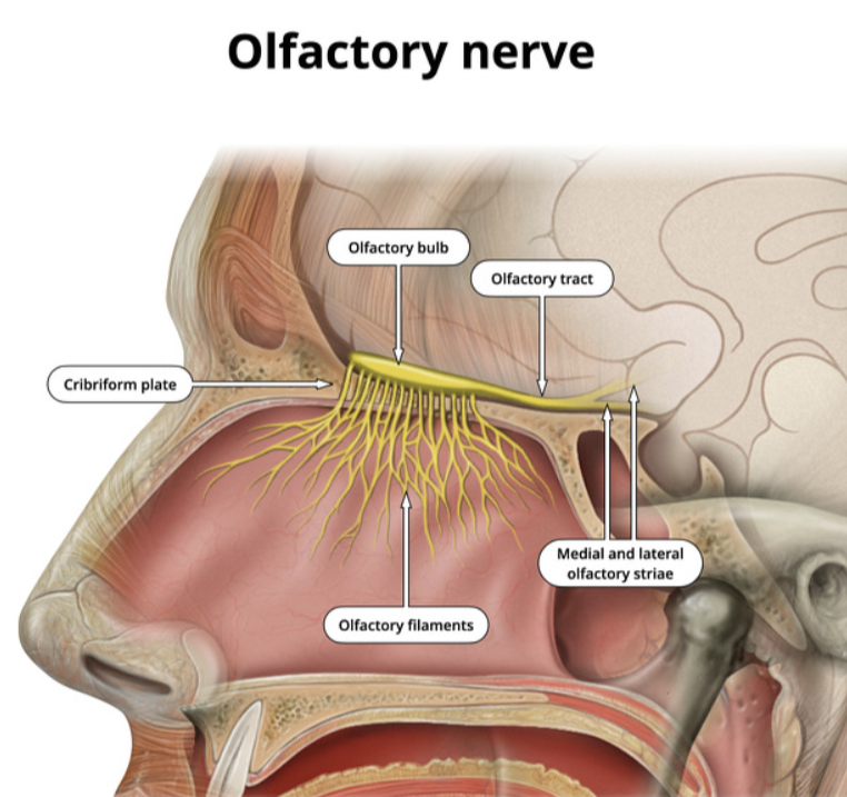 <p>olfactory nerve </p>