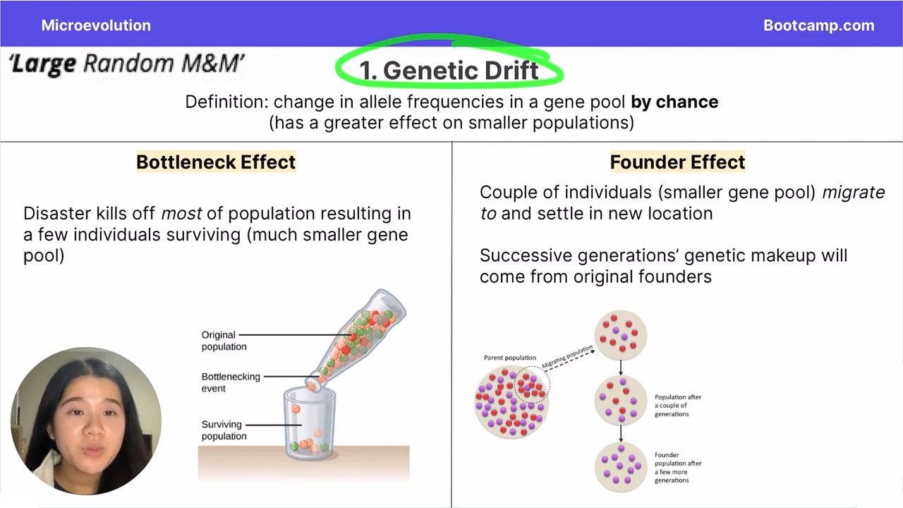<p>cause of microevoltuion </p><p>change in allele frequencies in a gene pool by chance</p>
