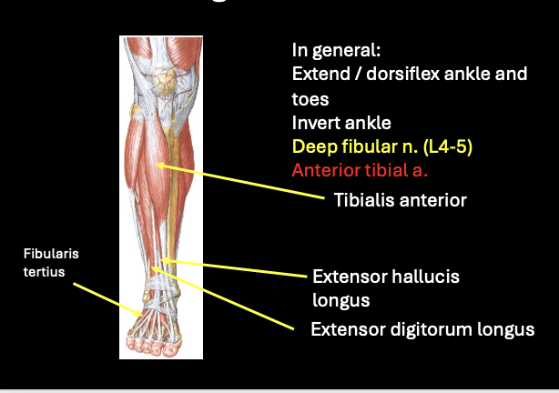 <p><span>Extend / dorsiflex ankle and toes</span></p><p style="text-align: left;"><span>Invert ankle</span></p><p style="text-align: left;"><span>Deep fibular n. (L4-5)</span></p><p style="text-align: left;"><span>Anterior tibial a.</span></p><p style="text-align: left;"><span>*tib ant: cross lat → med, insert med cuneiform</span></p><p style="text-align: left;"><span>*not everyone has FT</span></p>