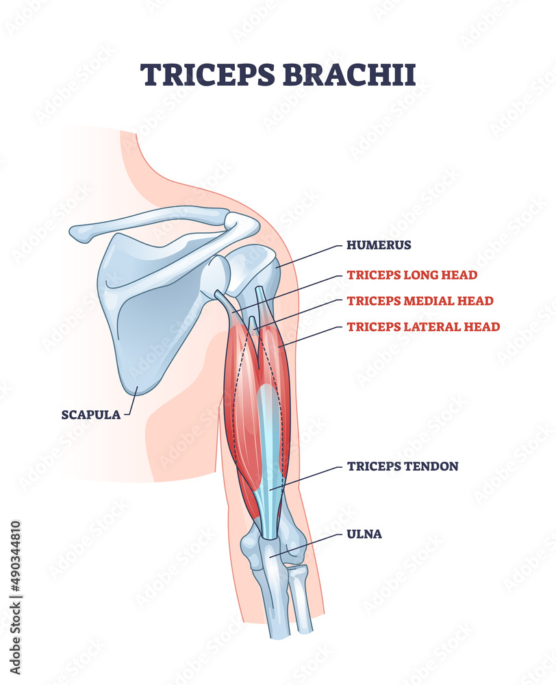 <p>Insertion: olecranon of ulna</p><p>Action: extend elbow and shoulder joints</p>