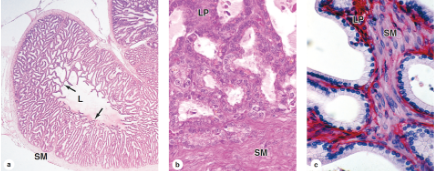 <p>What structure is this?</p>
