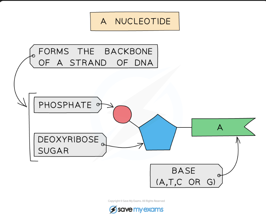 <ul><li><p><span>A nucleotide is made of <strong>three parts</strong>:<br><strong>• a phosphate group</strong>  <br><strong>• a sugar (deoxyribose)</strong>  </span></p></li><li><p><span>These 2 form the backbone of a strand of DNA<br><strong>• a nitrogenous base</strong></span></p></li><li><p><span>All nucleotides have the <strong>same sugar and phosphate</strong>, but <strong>different bases</strong>.</span></p></li></ul><p></p>