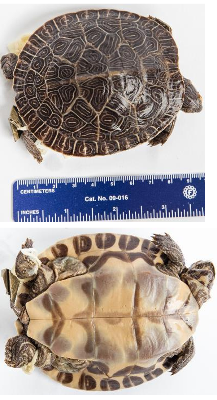 <p>Suwannee Cooter** order & suborder</p>