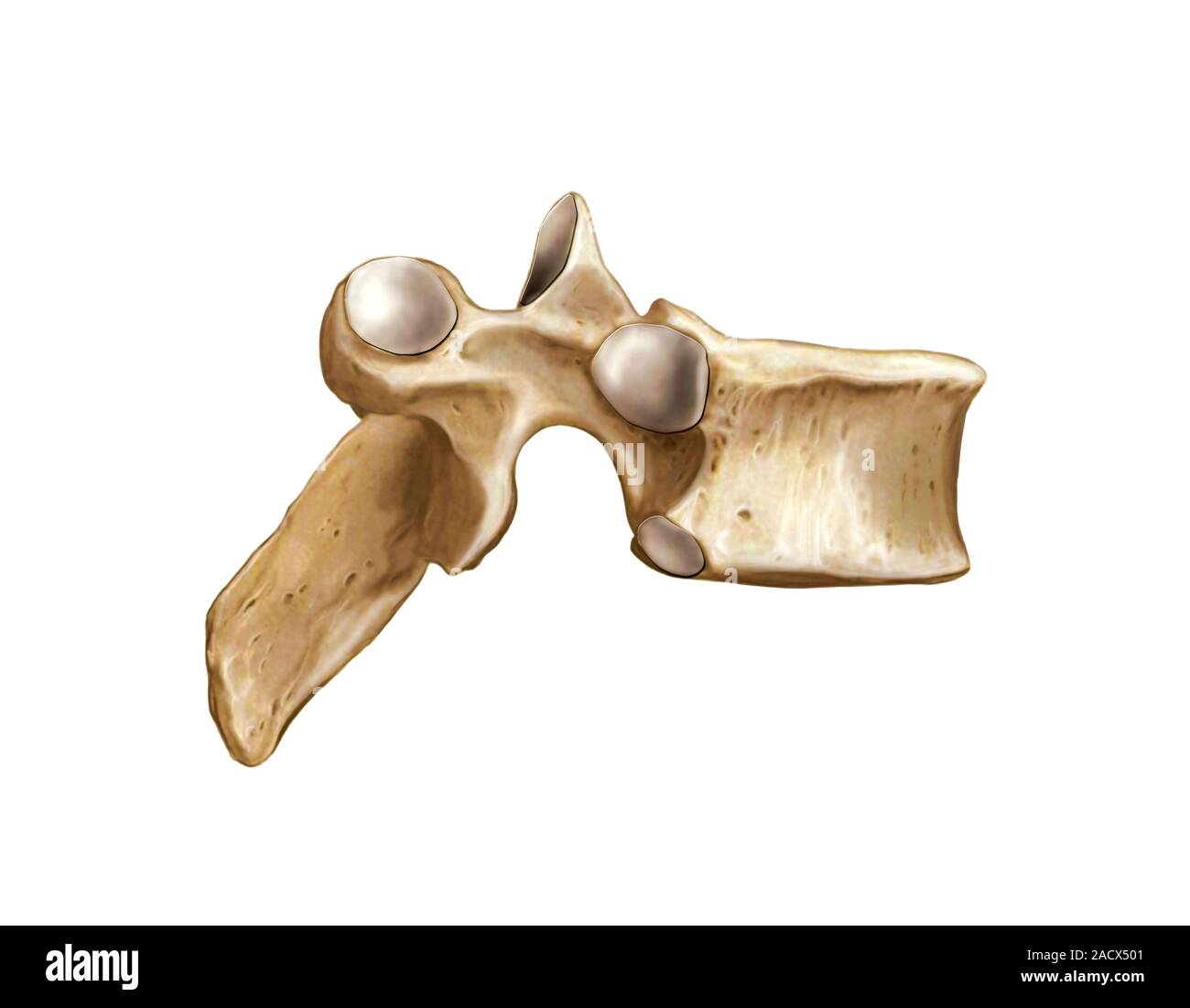 <p>One of the individual bones that make up the spine.</p>