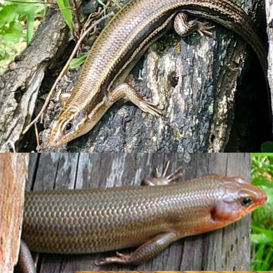 <p>E</p><p>5 Cream colored stripes</p><p>5 supralabials</p><p>KS Threatened</p>