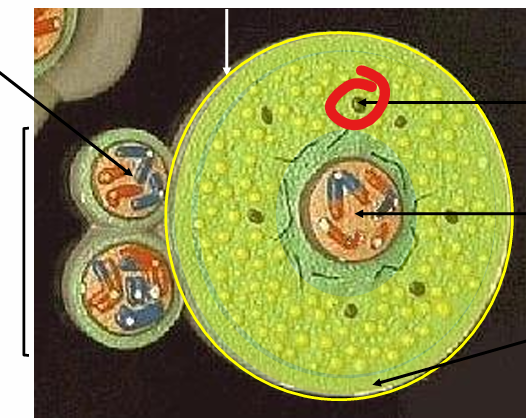 <p>Name the layer </p>