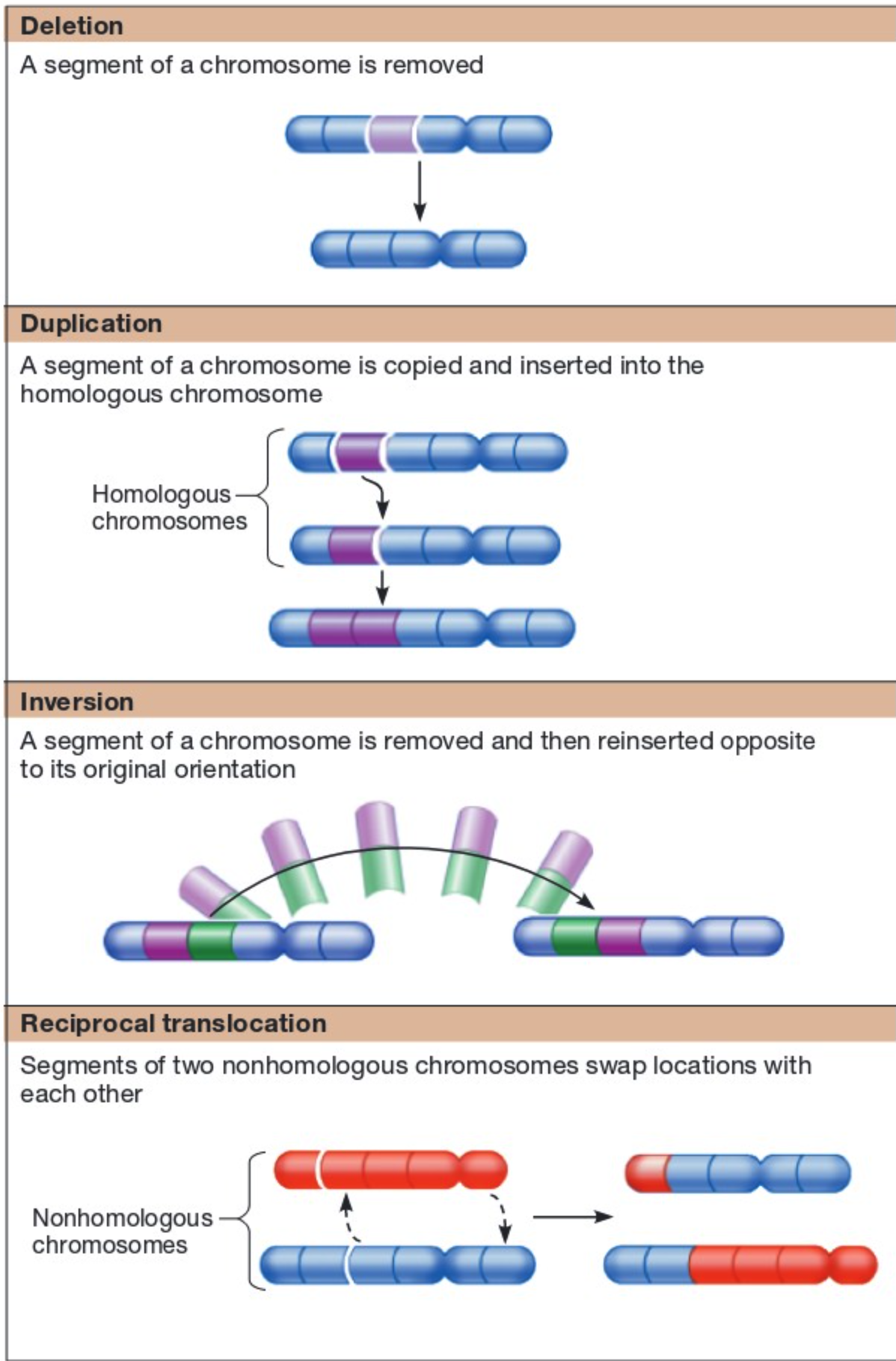 <ul><li><p><strong>chromosomal deletion </strong>→ loss of a piece of a chromosome</p></li><li><p><strong>chromosomal duplication </strong>→ a piece of a chromosome can be deleted from one<mark data-color="blue" style="background-color: blue; color: inherit;"> homolog</mark> and inserted in the other</p></li><li><p><strong>chromosomal inversion </strong>→ a broken piece of a chromosome can <strong>flip</strong> and reinsert itself back into the broken chromosome</p></li><li><p><strong>chromosomal translocation </strong>→a piece of a chromosome can be deleted from one chromosome and inserted into a <mark data-color="blue" style="background-color: blue; color: inherit;">non-homologous</mark> chromosome</p><ul><li><p><strong>reciprocal translocation </strong>→ the breaking of two <mark data-color="blue" style="background-color: blue; color: inherit;">non-homologous </mark>chromosomes and reinsertion in the other</p></li></ul></li></ul><p></p>