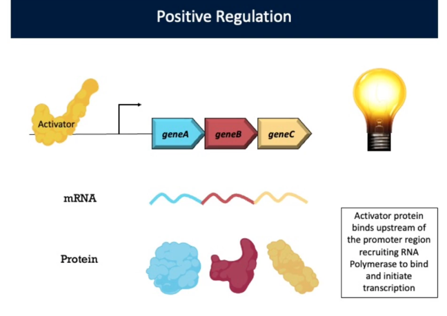 <p>Activation/Positive Regulation (Type of Transcriptional Regulation)</p>