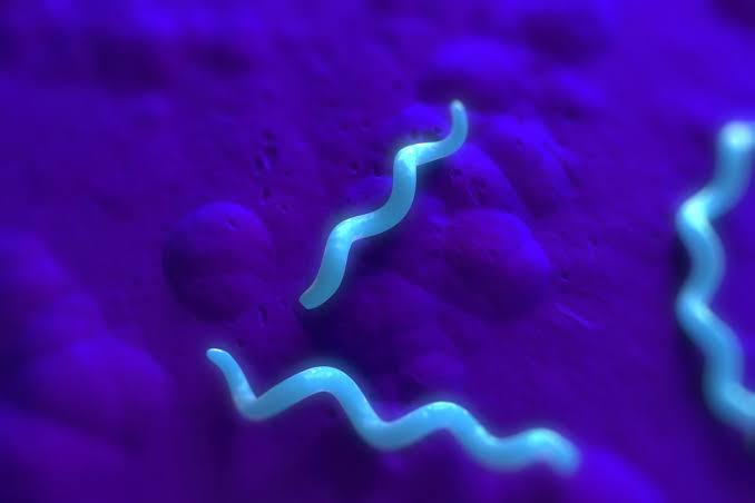 <p>spiral-shaped rods</p><p>example: treponema pallidum</p>