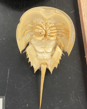 <p>What is this? Phylum, Subphylum, Class?</p>