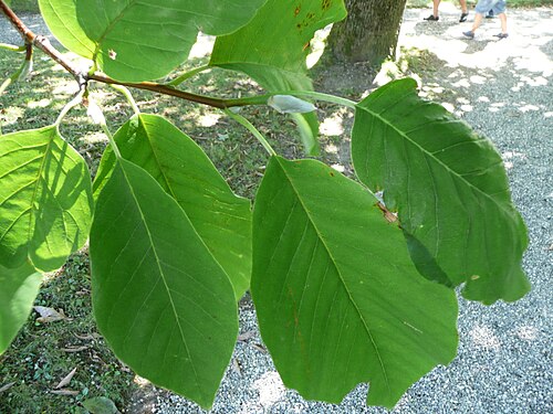 <p>Magnolia acuminata</p>