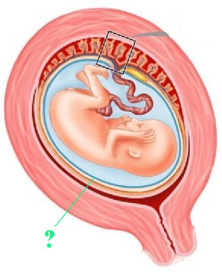 <p><span>Identify the indicated structure.</span></p>