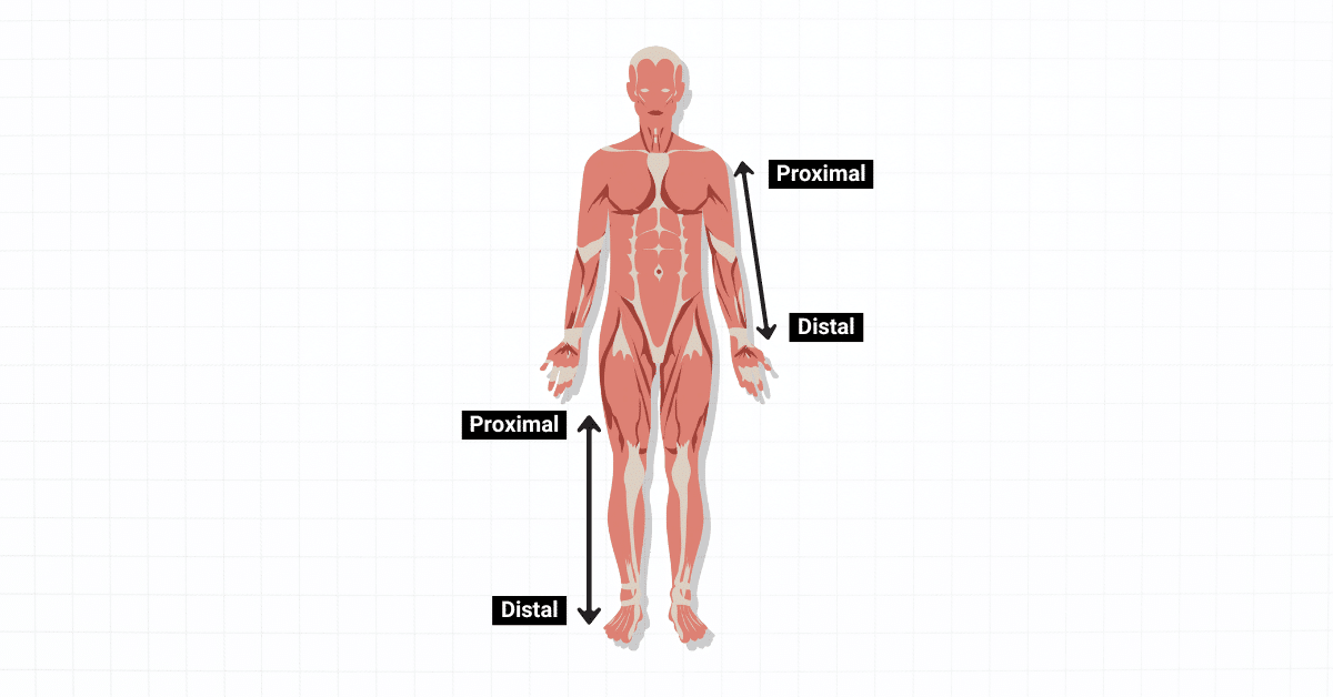 <p>proximal</p>