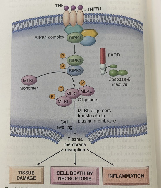 <ul><li><p><em>Definition:</em> A hybrid form of cell death. It is programmed/regulated (like apoptosis) but morphologically resembles necrosis (cell swelling, membrane rupture, inflammation).</p></li><li><p><strong>Mechanism:</strong></p><ul><li><p>Triggered by death receptors (e.g., TNFR1) <em>when Caspase-8 is inhibited or deficient</em>.</p></li><li><p>Depends on the activation of kinases <strong>RIPK1</strong> and <strong>RIPK3</strong>.</p></li><li><p>RIPK1/3 form a complex (the <strong>necrosome</strong>), which phosphorylates <strong>MLKL</strong>.</p></li><li><p>MLKL oligomerizes, inserts into the plasma membrane, and causes fatal pores/rupture.</p></li></ul></li><li><p><em>Clinical Significance:</em> Prominent in ischemia-reperfusion injury, viral infections (where viruses block caspases), and inflammatory bowel disease.</p></li></ul><p></p>