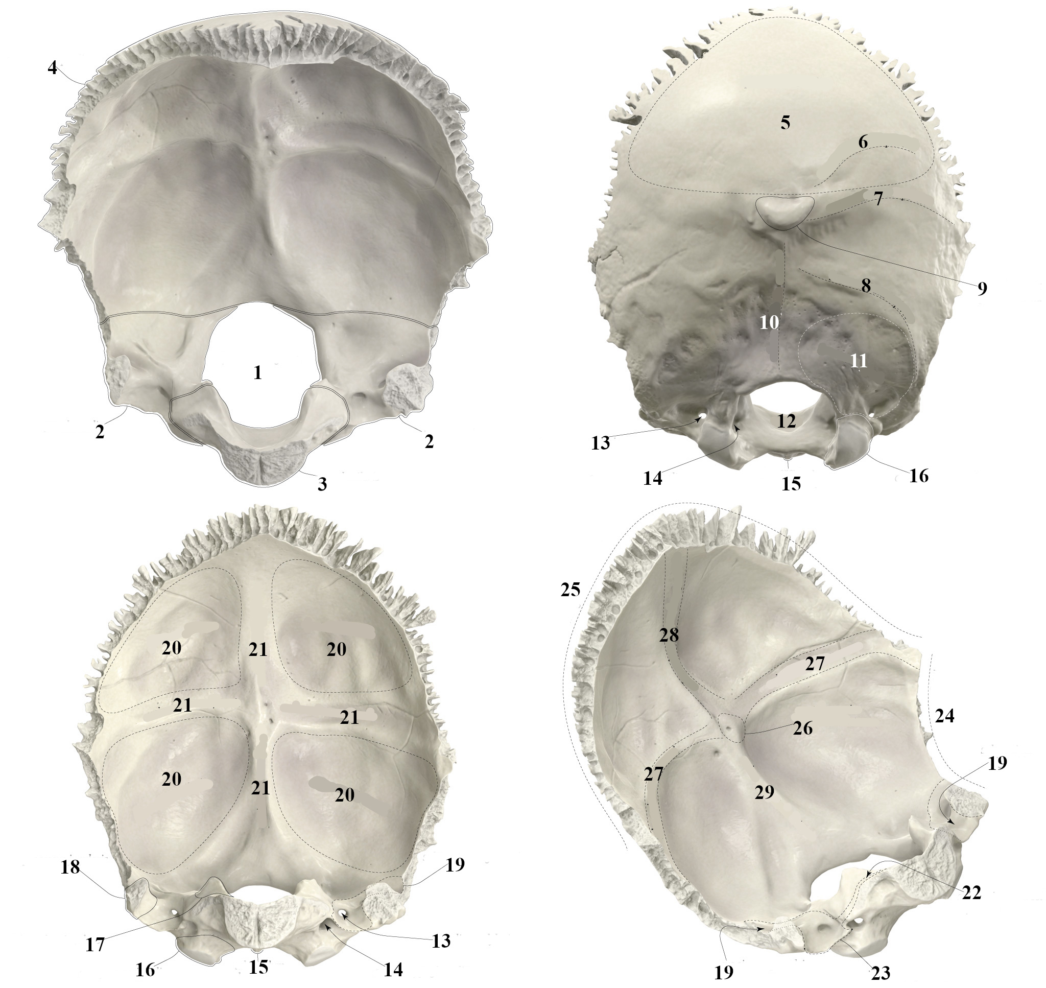 <p>7</p>