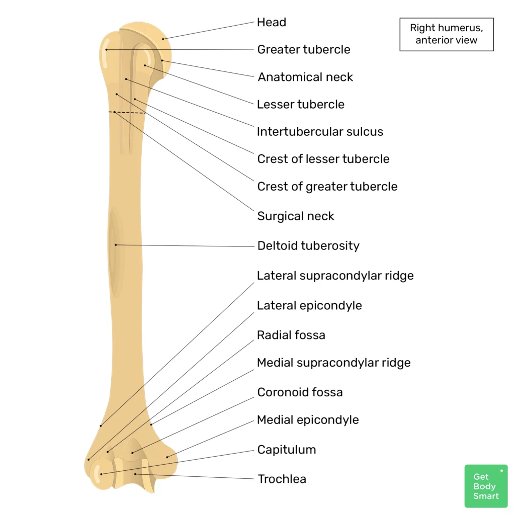 <p>is this left or right humerus</p>