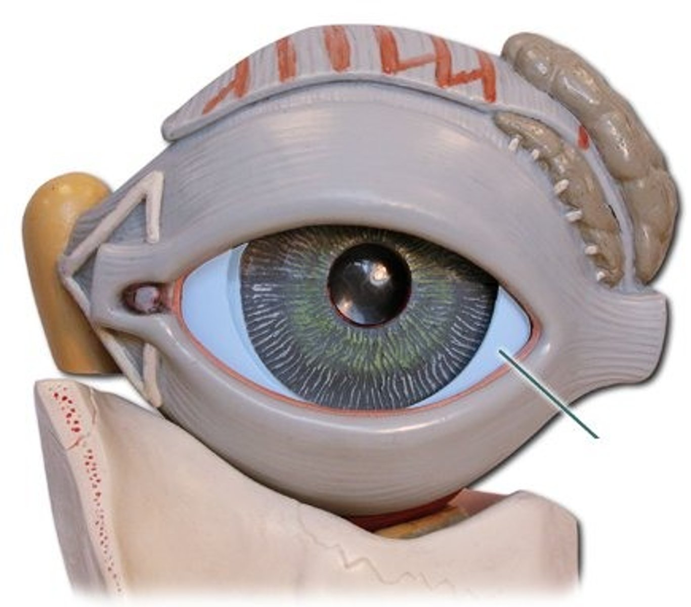<p>White of the eye. Provides protection and form.</p>