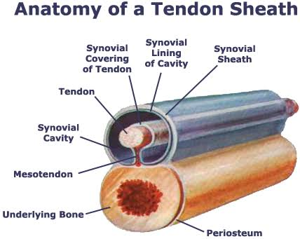 <p>Synovial membrane that surrounds tendon</p><p>Reduces friction of moving/sliding over another structure</p>