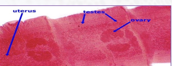<p>contain male and female sex organs and are in the “middle” of the worm.</p>