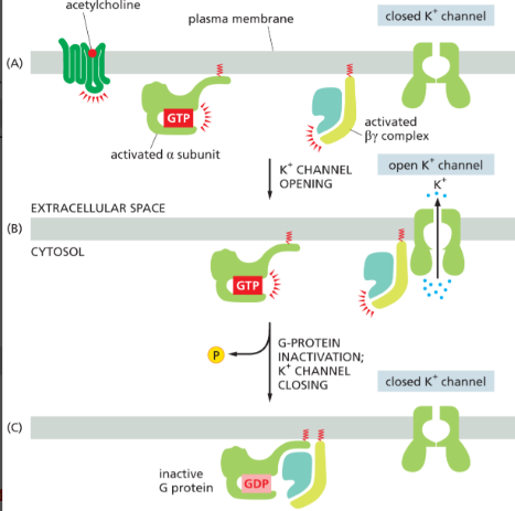 <p>Increased K⁺ permeability makes the membrane <strong>more negative (hyperpolarized)</strong>, making it harder to reach the threshold for an action potential to activate so therefore slows down heart</p><ul><li><p>By-complex opens K+ channels</p></li></ul><p></p>