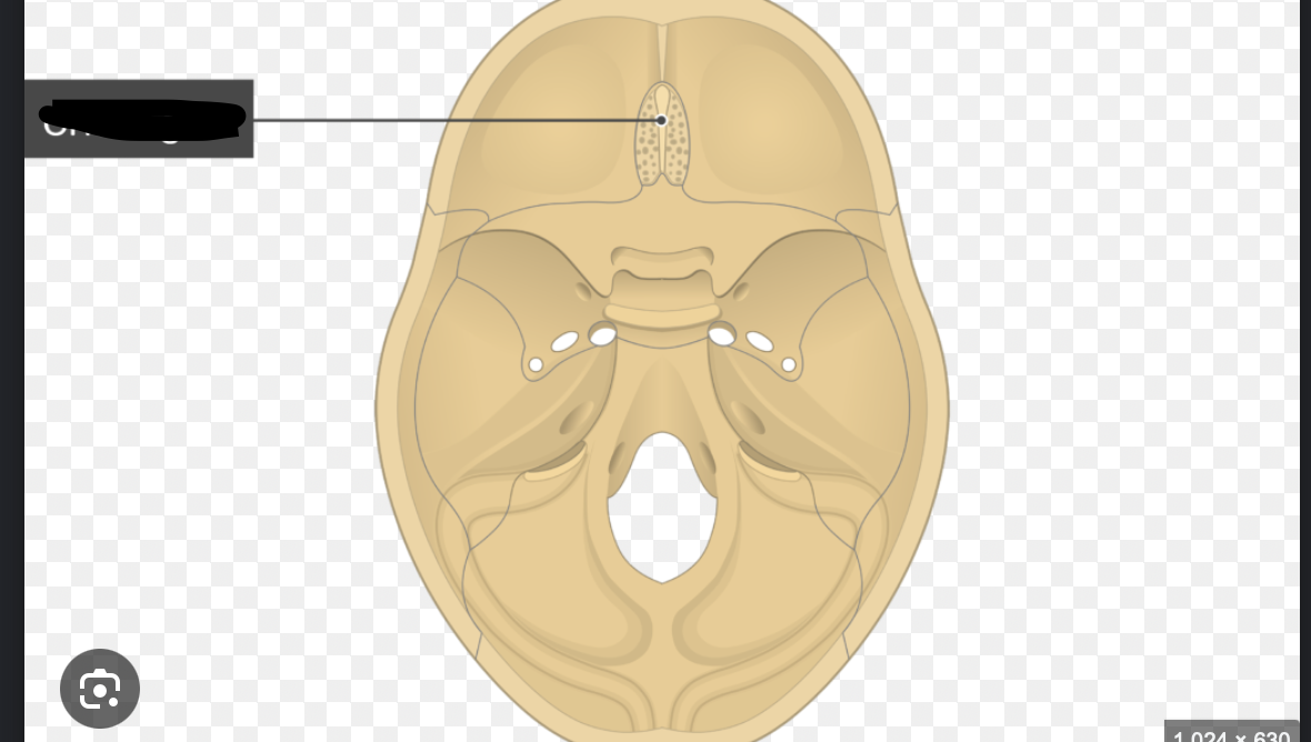 <p>Hint - Middle of corral suture ( underneath) </p>